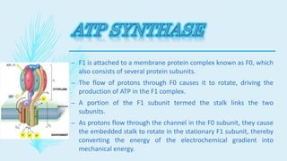 – F1 is attached to a membrane protein complex known as F0, which
also consists of several protein subunits.
– The flow of protons through F0 causes it to rotate, driving the
production of ATP in the F1 complex.
– A portion of the F1 subunit termed the stalk links the two
subunits.
– As protons flow through the channel in the F0 subunit, they cause
the embedded stalk to rotate in the stationary F1 subunit, thereby
converting the energy of the electrochemical gradient into
mechanical energy.
 