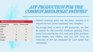 – FADH2’s entrance point into the chain, complex II, is
beyond the first “proton-pumping” site, complex I.
– The energy yield, in terms of ATP production, can now
be totaled for the common metabolic pathway. Every
acetyl CoA entering the citric acid cycle (CAC) produces
three NADH, one FADH2, and one GTP. Thus 10
molecules of ATP are produced for each acetyl CoA
catabolized.
 
