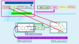Comes from the matrix solution
which can again participate in citric acid cycle
ISOALLOXAZINE RING - that is samely found in FAD (flavin adenine dinucleotide)
 