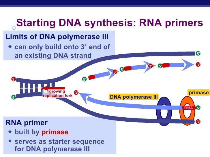 Biochem synthesis of dna
