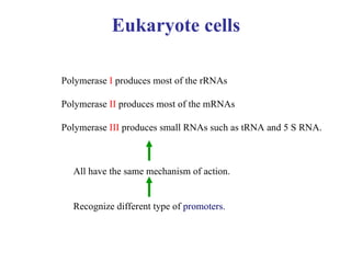 Eukaryote cells Polymerase  I  produces most of the rRNAs Polymerase  II  produces most of the mRNAs Polymerase  III  produces small RNAs such as tRNA and 5 S RNA. All have the same mechanism of action. Recognize different type of  promoters.  