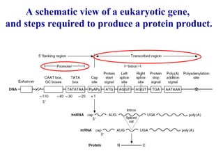 A schematic view of a eukaryotic gene,  and steps required to produce a protein product. 