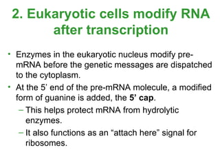 2. Eukaryotic cells modify RNA after transcription ,[object Object],[object Object],[object Object],[object Object]