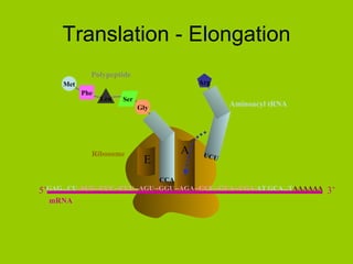 Translation - Elongation A E Ribosome P UCU Arg Aminoacyl tRNA Phe Leu Met Ser Gly Polypeptide CCA GAG...CU -AUG--UUC--CUU--AGU--GGU--AGA--GCU--GUA--UGA- AT GCA...T AAAAAA 5’ mRNA 3’ 