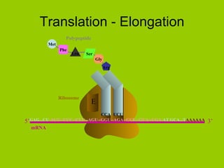 Translation - Elongation A E Ribosome P CCA Arg UCU Phe Leu Met Ser Gly Polypeptide GAG...CU -AUG--UUC--CUU--AGU--GGU--AGA--GCU--GUA--UGA- AT GCA...T AAAAAA 5’ mRNA 3’ 