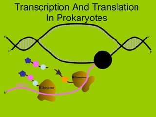 Transcription And Translation In Prokaryotes 3’ 5’ 5’ 3’ Ribosome Ribosome 5’ mRNA RNA Pol. 