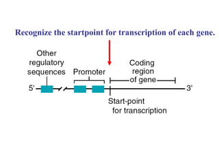Recognize the startpoint for transcription of each gene.  