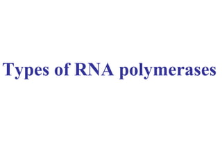 Types of RNA polymerases 