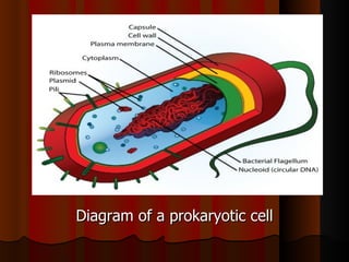 Diagram of a prokaryotic cell
 