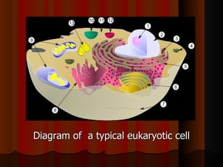 Diagram of a typical eukaryotic cell
 