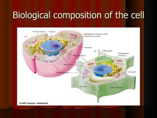 Biological composition of the cell
 