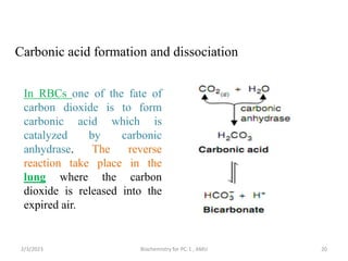 Carbonic acid formation and dissociation
2/3/2023 Biochemistry for PC-1 , AMU 20
In RBCs one of the fate of
carbon dioxide is to form
carbonic acid which is
catalyzed by carbonic
anhydrase. The reverse
reaction take place in the
lung where the carbon
dioxide is released into the
expired air.
 