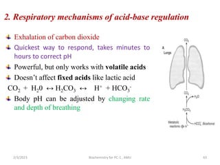 2. Respiratory mechanisms of acid-base regulation
Exhalation of carbon dioxide
Quickest way to respond, takes minutes to
hours to correct pH
Powerful, but only works with volatile acids
Doesn’t affect fixed acids like lactic acid
CO2 + H20 ↔ H2CO3 ↔ H+ + HCO3
-
Body pH can be adjusted by changing rate
and depth of breathing
2/3/2023 Biochemistry for PC-1 , AMU 43
 