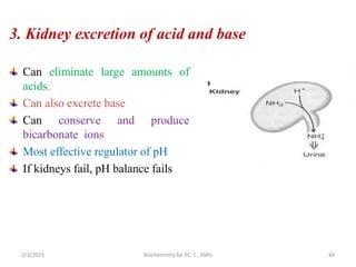 3. Kidney excretion of acid and base
Can eliminate large amounts of
acids.
Can also excrete base
Can conserve and produce
bicarbonate ions
Most effective regulator of pH
If kidneys fail, pH balance fails
2/3/2023 Biochemistry for PC-1 , AMU 44
 