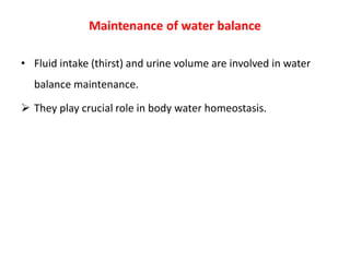 Maintenance of water balance
• Fluid intake (thirst) and urine volume are involved in water
balance maintenance.
 They play crucial role in body water homeostasis.
 