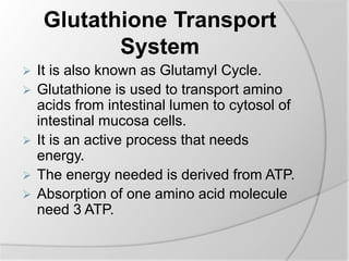 Glutathione Transport
System
 It is also known as Glutamyl Cycle.
 Glutathione is used to transport amino
acids from intestinal lumen to cytosol of
intestinal mucosa cells.
 It is an active process that needs
energy.
 The energy needed is derived from ATP.
 Absorption of one amino acid molecule
need 3 ATP.
 