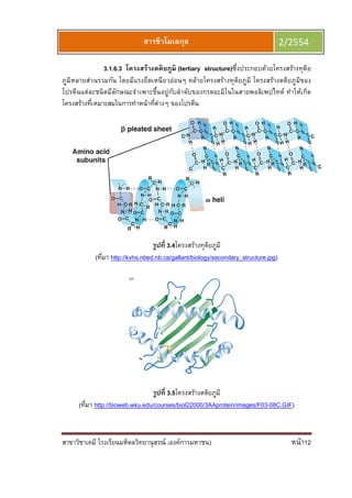 สาขาวิชาเคมี โรงเรียนมหิดลวิทยานุสรณ์ (องค์การมหาชน) หน้า12
สารชีวโมเลกุล 2/2554
3.1.6.3 โครงสร้างตติยภูมิ (tertiary structure)ซึงประกอบด้วยโครงสร้างทุติย
ภูมิหลายส่วนรวมกัน โดยมีแรงยึดเหนียวอ่อนๆ คล้ายโครงสร้างทุติยภูมิ โครงสร้างตติยภูมิของ
โปรตีนแต่ละชนิดมีลักษณะจําเพาะขึนอยู่กับลําดับของกรดอะมิโนในสายพอลิเพปไทด์ ทําให้เกิด
โครงสร้างทีเหมาะสมในการทําหน้าทีต่างๆ ของโปรตีน
รูปที 3.4โครงสร้างทุติยภูมิ
(ทีมา http://kvhs.nbed.nb.ca/gallant/biology/secondary_structure.jpg)
รูปที 3.5โครงสร้างตติยภูมิ
(ทีมา http://bioweb.wku.edu/courses/biol22000/3AAprotein/images/F03-08C.GIF)
 