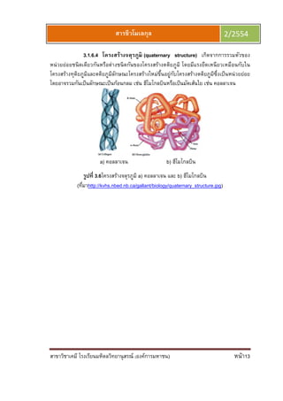สาขาวิชาเคมี โรงเรียนมหิดลวิทยานุสรณ์ (องค์การมหาชน) หน้า13
สารชีวโมเลกุล 2/2554
3.1.6.4 โครงสร้างจตุรภูมิ (quaternary structure) เกิดจากการรวมตัวของ
หน่วยย่อยชนิดเดียวกันหรือต่างชนิดกันของโครงสร้างตติยภูมิ โดยมีแรงยึดเหนียวเหมือนกับใน
โครงสร้างทุติยภูมิและตติยภูมิลักษณะโครงสร้างใหม่ขึนอยู่กับโครงสร้างตติยภูมิซึงเป็นหน่วยย่อย
โดยอาจรวมกันเป็นลักษณะเป็นก้อนกลม เช่น ฮีโมโกลบินหรือเป็นมัดเส้นใย เช่น คอลลาเจน
a) คอลลาเจน b) ฮีโมโกลบิน
รูปที 3.6โครงสร้างจตุรภูมิ a) คอลลาเจน และ b) ฮีโมโกลบิน
(ทีมาhttp://kvhs.nbed.nb.ca/gallant/biology/quaternary_structure.jpg)
 