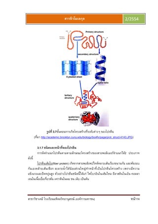 สาขาวิชาเคมี โรงเรียนมหิดลวิทยานุสรณ์ (องค์การมหาชน) หน้า14
สารชีวโมเลกุล 2/2554
รูปที 3.7ขันตอนการเกิดโครงสร้างทีระดับต่างๆ ของโปรตีน
(ทีมา http://academic.brooklyn.cuny.edu/biology/bio4fv/page/prot_struct-4143.JPG)
3.1.7 ชนิดและหน้าทีของโปรตีน
การจัดจําแนกโปรตีนตามตามลักษณะโครงสร้างของสายพอลิเมอร์จําแนกได้2 ประเภาท
ดังนี
โปรตีนเส้นใย(fiber protein) เกิดจากสายพอลิเพปไทด์หลายเส้นเรียงขนานกัน และพันรอบ
กันเองคล้ายเส้นเชือก ละลายนําได้น้อยส่วนใหญ่ทําหน้าทีเป็นโปรตีนโครงสร้าง เพราะมีความ
แข็งแรงและยืดหยุ่นสูง ตัวอย่างโปรตีนชนิดนีได้แก่ ไฟโบรอินในเส้นไหม อีลาสตินในเอ็น คอลลา
เจนในเนือเยือเกียวพัน เคราตินในผม ขน เล็บ เป็นต้น
 
