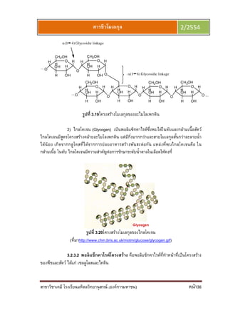 สาขาวิชาเคมี โรงเรียนมหิดลวิทยานุสรณ์ (องค์การมหาชน) หน้า36
สารชีวโมเลกุล 2/2554
OH
O
H
H
OHH
OH
CH2OH
H
OH H
O
H
OHH
OH
CH2OH
H
O
α(1 4) Glycosidic linkage
...
OH
O
H
H
OHH
OH
CH2OH
H
OH H
H
OHH
OH
H
O
OH
O
H
H
OHH
OH
CH2OH
H
OH H
O ...
H
OHH
OH
CH2OH
H
O
...
α(1 6) Glycosidic linkage
รูปที 3.19โครงสร้างโมเลกุลของอะไมโลเพกติน
2) ไกลโคเจน (Glycogen) เป็นพอลิแซ็กคาไรด์ซึงพบได้ในตับและกล้ามเนือสัตว์
ไกลโคเจนมีสูตรโครงสร้างคล้ายอะไมโลเพกติน แต่มีกิงมากกว่าและสายโมเลกุลสันกว่าละลายนํา
ได้น้อย เกิดจากกลูโคสทีได้จากการย่อยอาหารสร้างพันธะต่อกัน แหล่งทีพบไกลโคเจนคือ ใน
กล้ามเนือ ในตับ ไกลโคเจนมีความสําคัญต่อการรักษาระดับนําตาลในเลือดให้คงที
รูปที 3.20โครงสร้างโมเลกุลของไกลโคเจน
(ทีมาhttp://www.chm.bris.ac.uk/motm/glucose/glycogen.gif)
3.2.3.2 พอลิแซ็กคาไรด์โครงสร้าง คือพอลิแซ็กคาไรด์ทีทําหน้าทีเป็นโครงสร้าง
ของพืชและสัตว์ ได้แก่ เซลลูโลสและไคติน
 