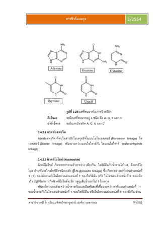สาขาวิชาเคมี โรงเรียนมหิดลวิทยานุสรณ์ (องค์การมหาชน) หน้า53
สารชีวโมเลกุล 2/2554
N
NN
H
N
NH2
NH
NN
H
N
O
NH2
Adenine
Guanine
N
N
H
NH2
O
Cytosine
NH
N
H
O
O
Thymine
NH
N
H
O
O
Uracil
รูปที 3.29เบสทีพบมากในกรดนิวคลีอิก
ดีเอ็นเอ จะมีเบสทีพบมากอยู่ 4 ชนิด คือ A, G, T และ C
อาร์เอ็นเอ จะมีเบสเป็นชนิด A, G, U และ C
3.4.2.2 กรดฟอสฟอริค
กรดฟอสฟอริค ทีพบในสารชีวโมเลกุลมีทังแบบโมโนเอสเทอร์ (Monoester linkage) ได
เอสเทอร์ (Diester linkage) พันธะระหว่างแอนไฮไดรด์กับ ไดแอนไฮไดรด์ (ester-anhydride
linkage)
3.4.2.3 นิวคลีโอไซด์ (Nucleoside)
นิวคลีโอไซด์ เกิดจากการรวมตัวระหว่าง เพียวรีน, ไพริมิดีนกับนําตาลไรโบส, ดีออกซีไร
โบส ด้วยพันธะไกลโคซิดิคชนิดเบต้า (β-N-glycosidic linkage) ซึงเกิดระหว่างคาร์บอนตําแหน่งที
1 (1/
) ของนําตาลกับไนโตรเจนตําแหน่งที 1 ของไพริมิดีน หรือ ไนโตรเจนตําแหน่งที 9 ของเพีย
วรีน ปฏิกิริยาการเกิดนิวคลีโอไซด์จะมีการสูญเสียนําออกไป 1 โมเลกุล
พันธะโควาเลนต์ระหว่างนําตาลกับเบสเป็นพันธะทีเชือมระหว่างคาร์บอนตําแหน่งที 1
ของนําตาลกับไนโตรเจนตําแหน่งที 1 ของไพริมิดีน หรือไนโตรเจนตําแหน่งที 9 ของพิวรีน ส่วน
 