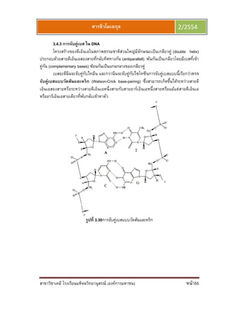 สาขาวิชาเคมี โรงเรียนมหิดลวิทยานุสรณ์
3.4.3 การจับคู่เบส ใน
โครงสร้างของดีเอ็นเอในสภาพธรรมชาติส่วนใหญ่มีลักษณะเป็นเกลียวคู่
ประกอบด้วยสายดีเอ็นเอสองสายทีกลับทิศทางกัน
คู่กัน (complementary bases)
เบสอะดีนีนจะจับคู่กับไทมีน และกวานีนจะจับคู่กับไซโทซีนการจับคู่เบสแบบนีเรียกว่า
จับคู่เบสแบบวัตสันและคริก
เอ็นเอสองสายหรือระหว่างสายดีเอ็นเอหนึงสายกับสายอาร์เอ็นเอหนึงสายหรือแม้แต่สายดีเอ็นเอ
หรืออาร์เอ็นเอสายเดียวทีพับกลับเข้าหาตัว
ยนมหิดลวิทยานุสรณ์ (องค์การมหาชน)
สารชีวโมเลกุล
การจับคู่เบส ใน DNA
โครงสร้างของดีเอ็นเอในสภาพธรรมชาติส่วนใหญ่มีลักษณะเป็นเกลียวคู่
ประกอบด้วยสายดีเอ็นเอสองสายทีกลับทิศทางกัน (antiparallell) พันกันเป็นเกลียวโดยมีเบสทีเข้า
complementary bases) ซ้อนกันเป็นแกนกลางของเกลียวคู่
เบสอะดีนีนจะจับคู่กับไทมีน และกวานีนจะจับคู่กับไซโทซีนการจับคู่เบสแบบนีเรียกว่า
จับคู่เบสแบบวัตสันและคริก (Watson-Crick base-pairing) ซึงสามารถเกิดขึนได้ระหว่าง
เอ็นเอสองสายหรือระหว่างสายดีเอ็นเอหนึงสายกับสายอาร์เอ็นเอหนึงสายหรือแม้แต่สายดีเอ็นเอ
หรืออาร์เอ็นเอสายเดียวทีพับกลับเข้าหาตัว
รูปที 3.30การจับคู่เบสแบบวัตสันและคริก
หน้า55
2/2554
โครงสร้างของดีเอ็นเอในสภาพธรรมชาติส่วนใหญ่มีลักษณะเป็นเกลียวคู่ (double helix)
พันกันเป็นเกลียวโดยมีเบสทีเข้า
เบสอะดีนีนจะจับคู่กับไทมีน และกวานีนจะจับคู่กับไซโทซีนการจับคู่เบสแบบนีเรียกว่าการ
ซึงสามารถเกิดขึนได้ระหว่างสายดี
เอ็นเอสองสายหรือระหว่างสายดีเอ็นเอหนึงสายกับสายอาร์เอ็นเอหนึงสายหรือแม้แต่สายดีเอ็นเอ
 
