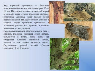 Ход взрослой гусеницы — большое
широкоовальное отверстие диаметром 12—
16 мм. На старых деревьях с толстой корой
в нижней части ствола гусеницы выедают
отдельные длинные хода только после
первой зимовки. На более тонких стволах с
гладкой корой гусеницы проникают в
древесину раньше, как правило, в течение
месяца после вылупления.
Перед окукливанием, обычно в конце лета -
осенью, гусеница покидает ствол дерева,
зарывается в почву около него, где
сооружает плотный шелковый кокон,
вплетая в его стенки частички почвы.
Окукливание ранней весной. Стадия
куколки от 2 до 6 недель.
 