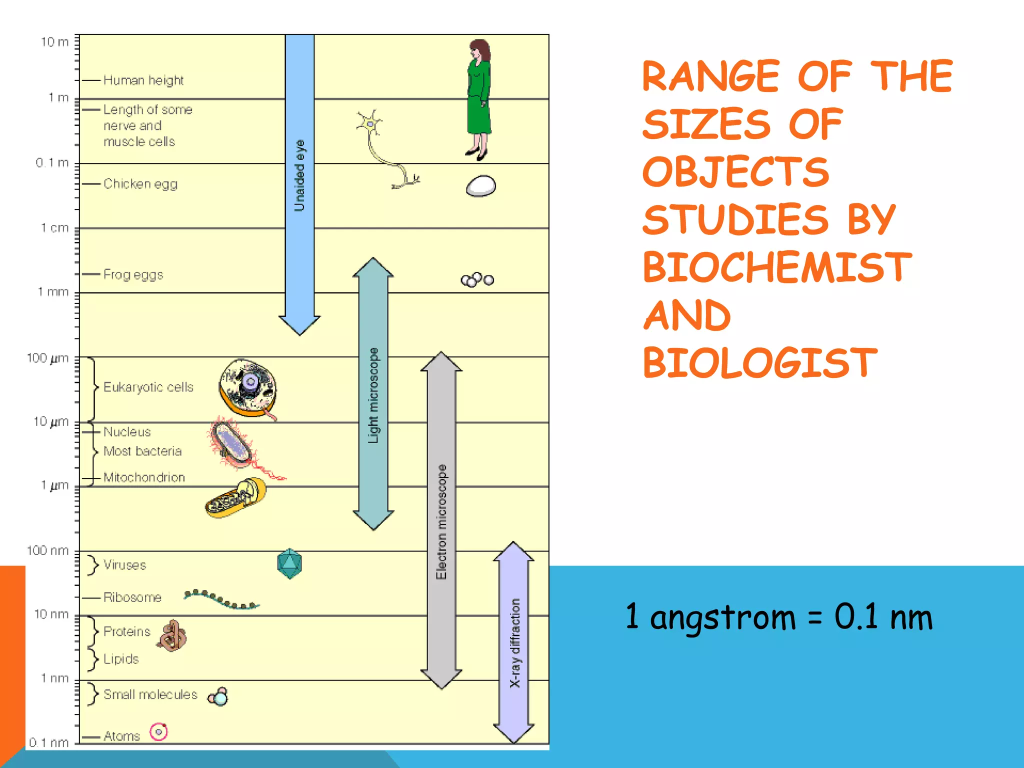 RANGE OF THE
SIZES OF
OBJECTS
STUDIES BY
BIOCHEMIST
AND
BIOLOGIST
1 angstrom = 0.1 nm
 