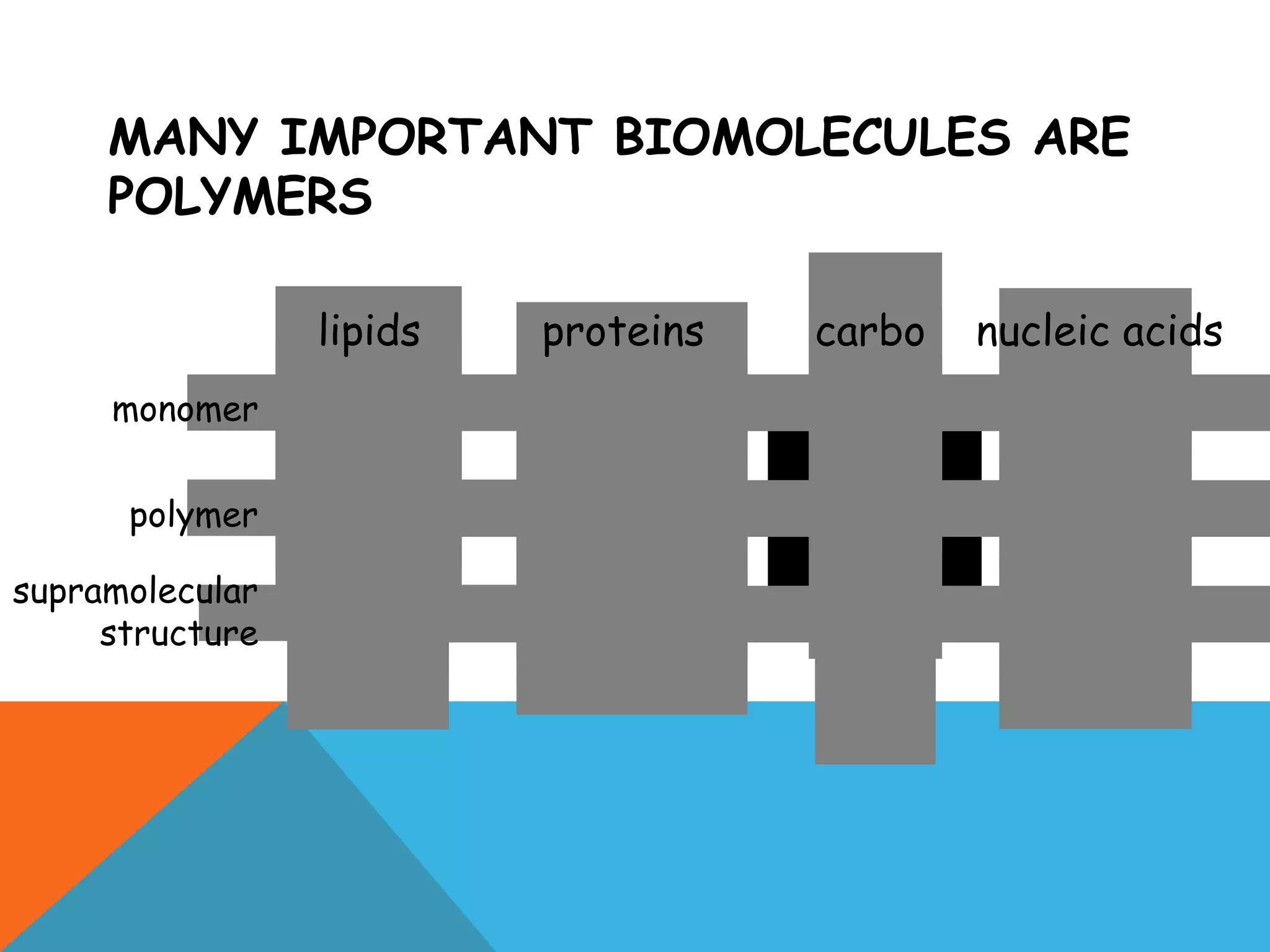 MANY IMPORTANT BIOMOLECULES ARE
POLYMERS
p r o t e i n c o m p le x
p r o t e in s u b u n it
a m i n o a c id
m e m b r a n e
p h o s p h o lip id
f a t t y a c id
c e ll w a ll
c e llu lo se
g lu co se
c h r o m o s o m e
D N A
n u c le o tid emonomer
polymer
supramolecular
structure
lipids proteins carbo nucleic acids
 