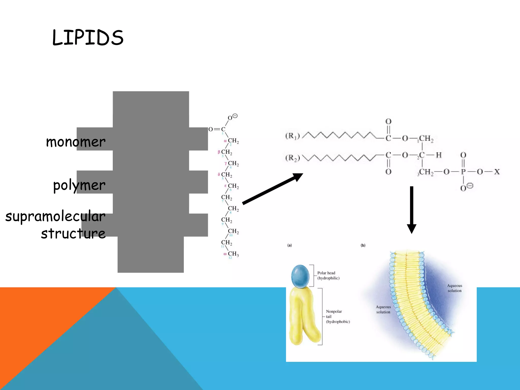 LIPIDS
m e m b r a n e
p h o s p h o lip id
f a t t y a c idmonomer
polymer
supramolecular
structure
 