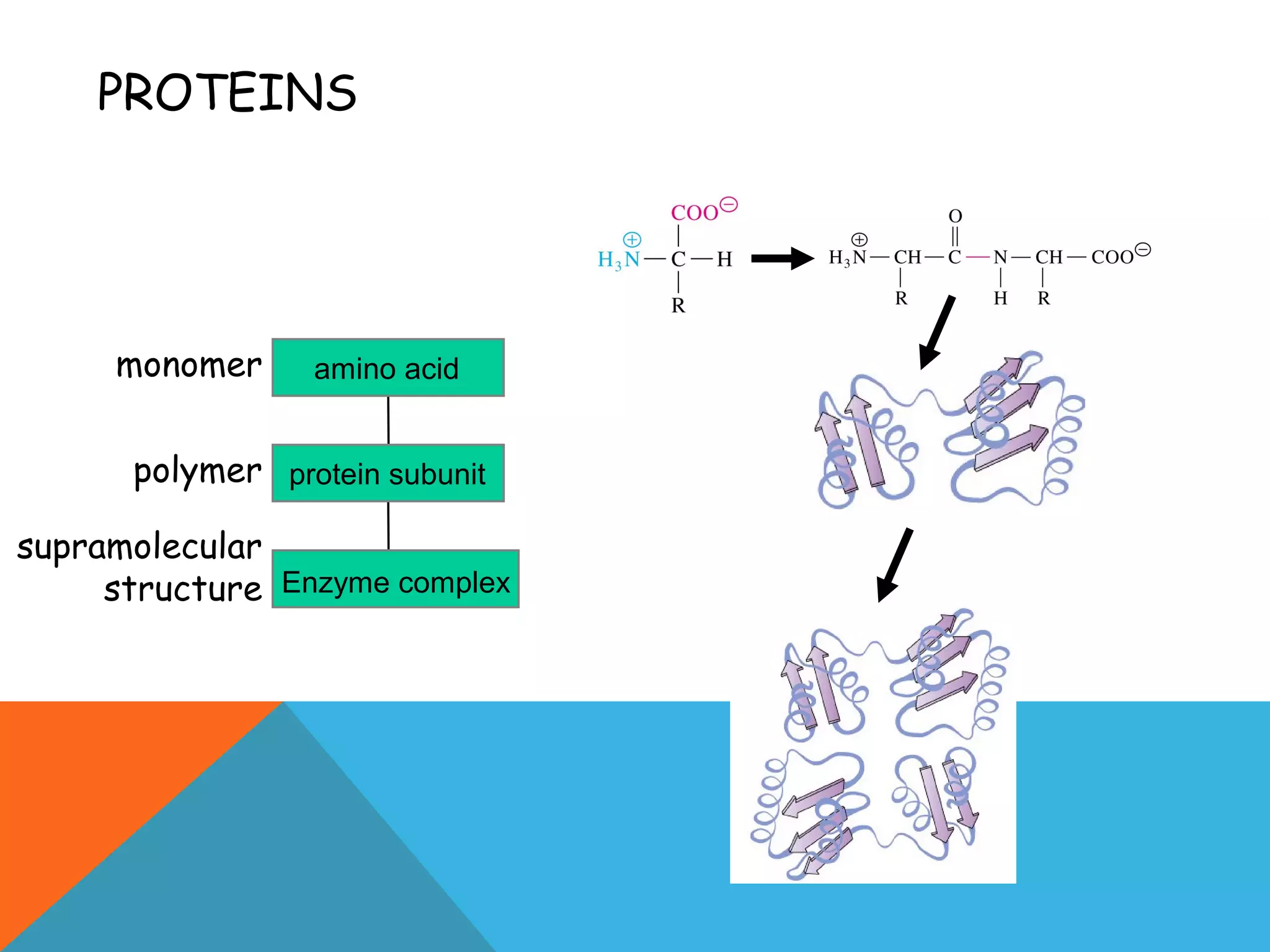 PROTEINS
monomer
polymer
supramolecular
structure Enzyme complex
protein subunit
amino acid
 