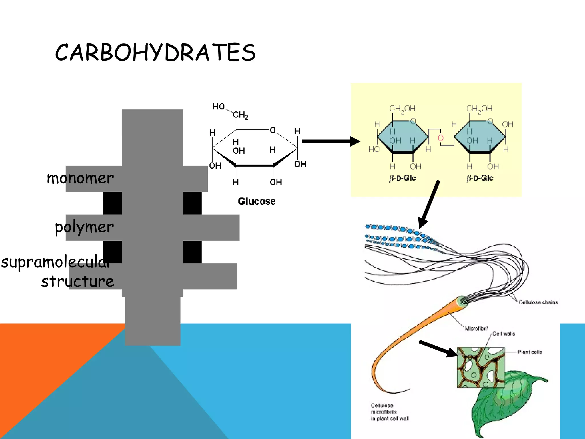 CARBOHYDRATES
c e ll w a ll
c e llu lo se
g lu co semonomer
polymer
supramolecular
structure
 