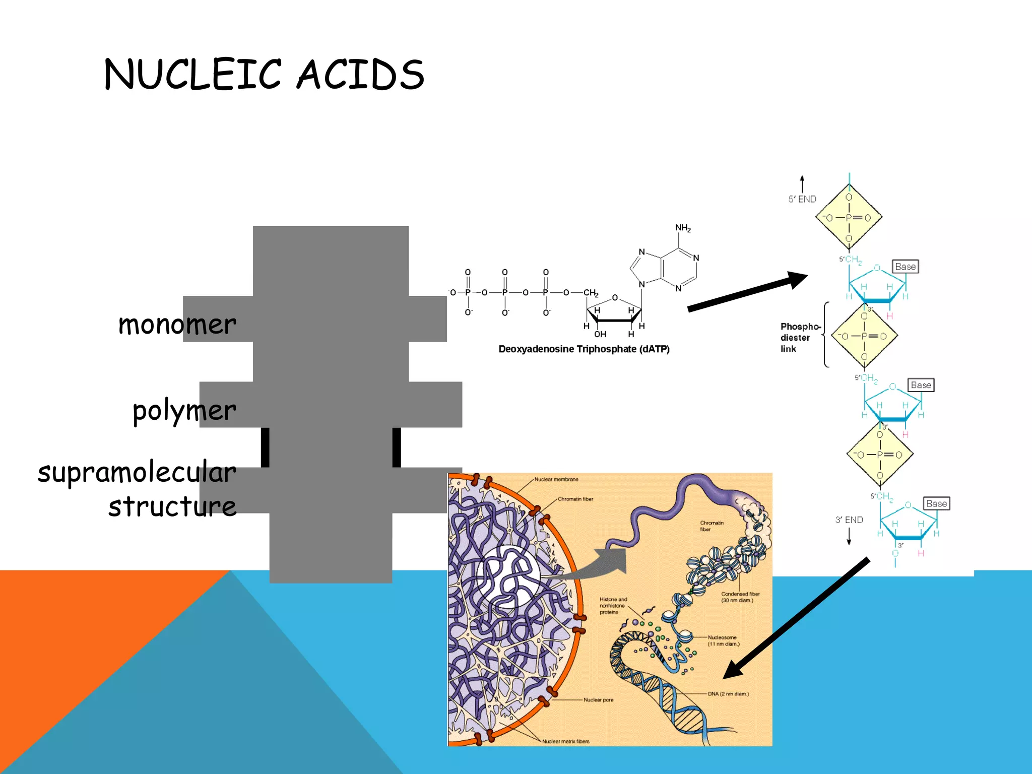 c h r o m a t in
D N A
n u c le o ti d emonomer
polymer
supramolecular
structure
NUCLEIC ACIDS
 