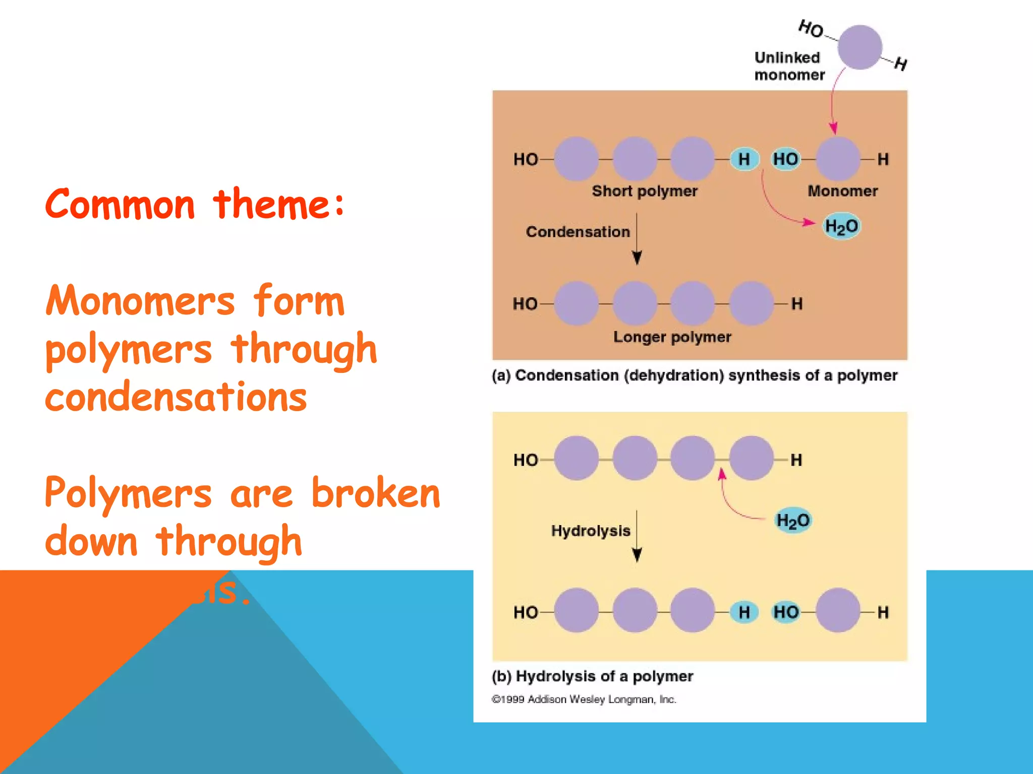  
Common theme:
Monomers form
polymers through
condensations
Polymers are broken
down through
hydrolysis.
 