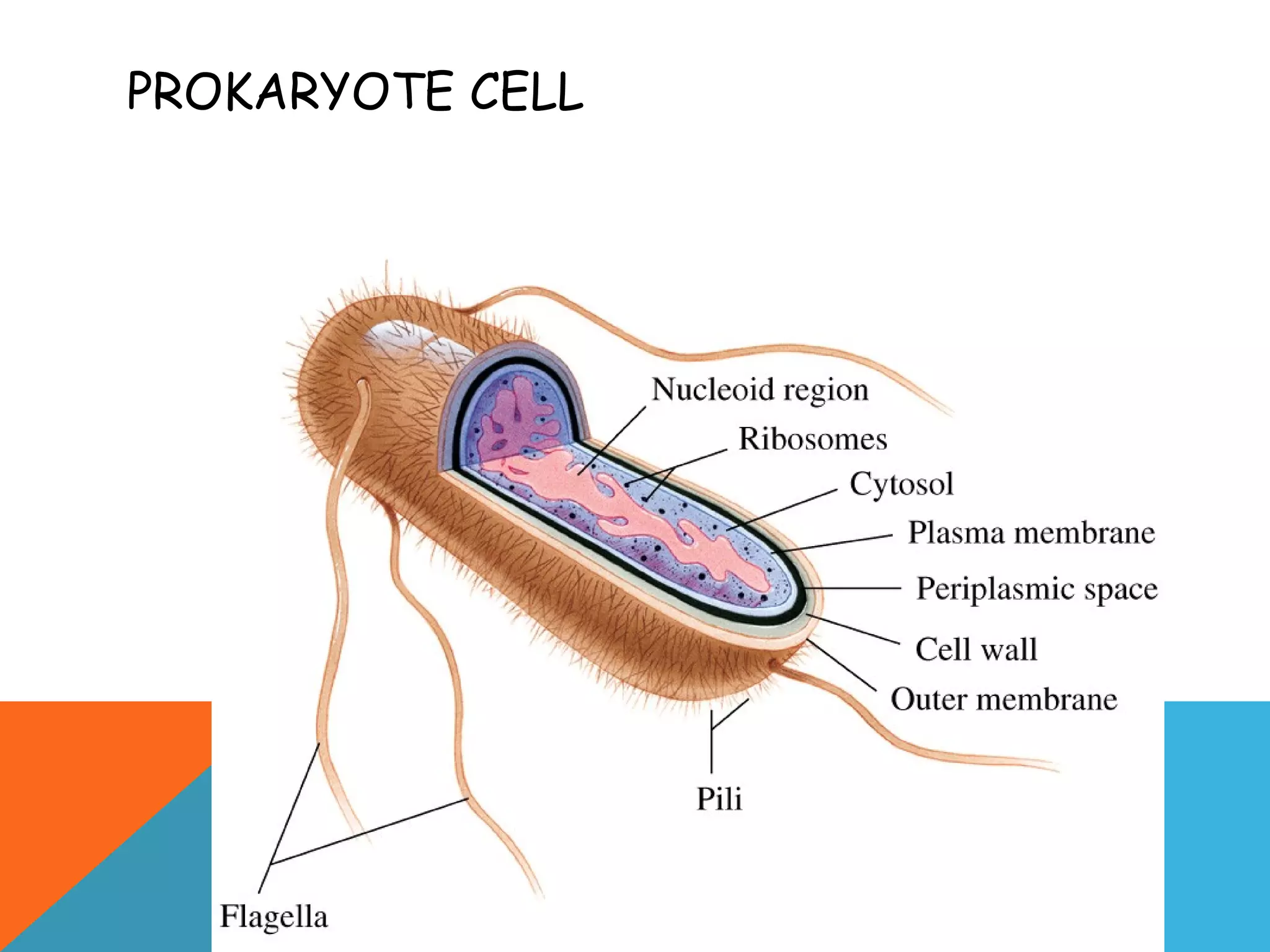 PROKARYOTE CELL
 
