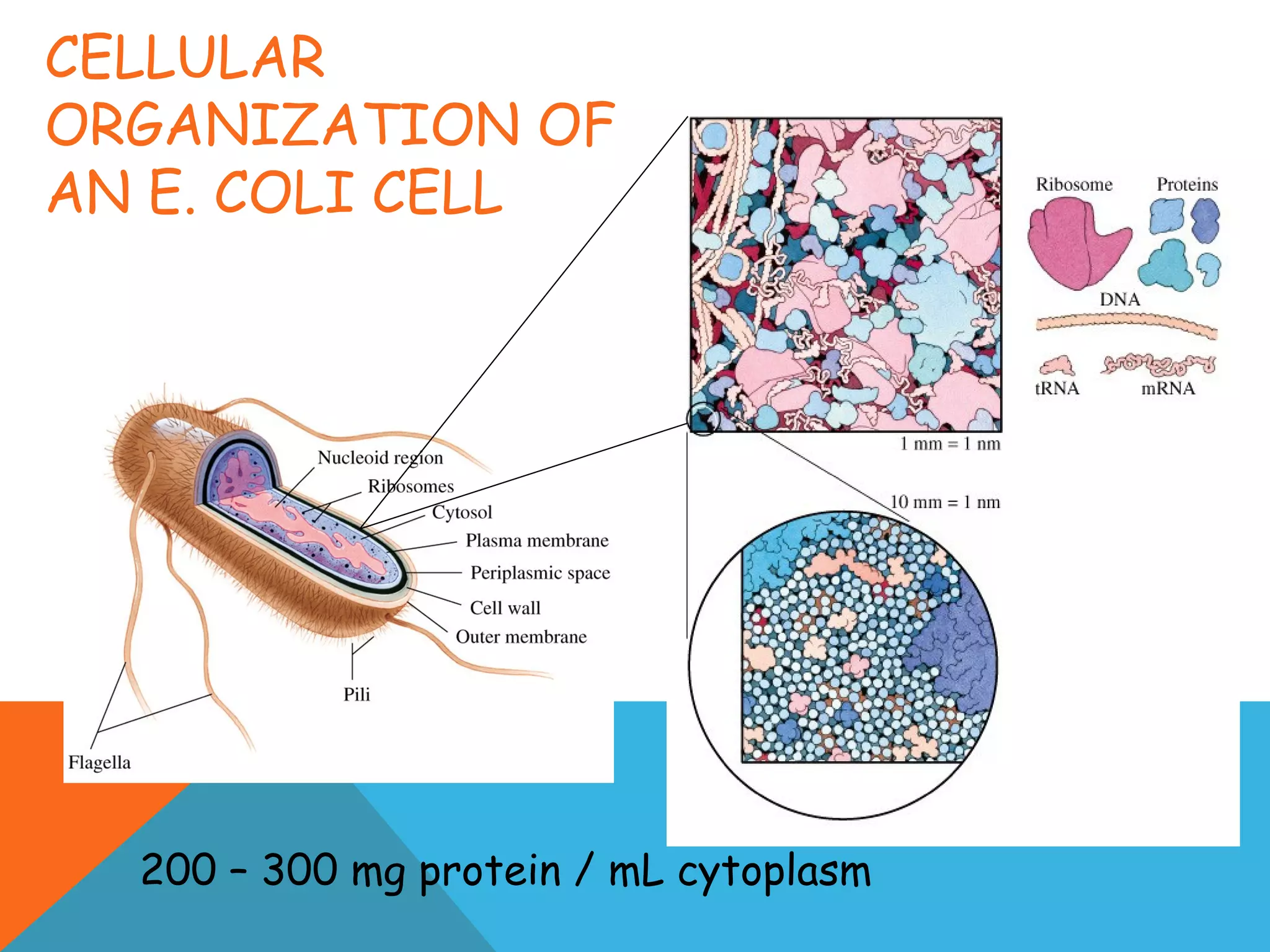 CELLULAR
ORGANIZATION OF
AN E. COLI CELL
200 – 300 mg protein / mL cytoplasm
 