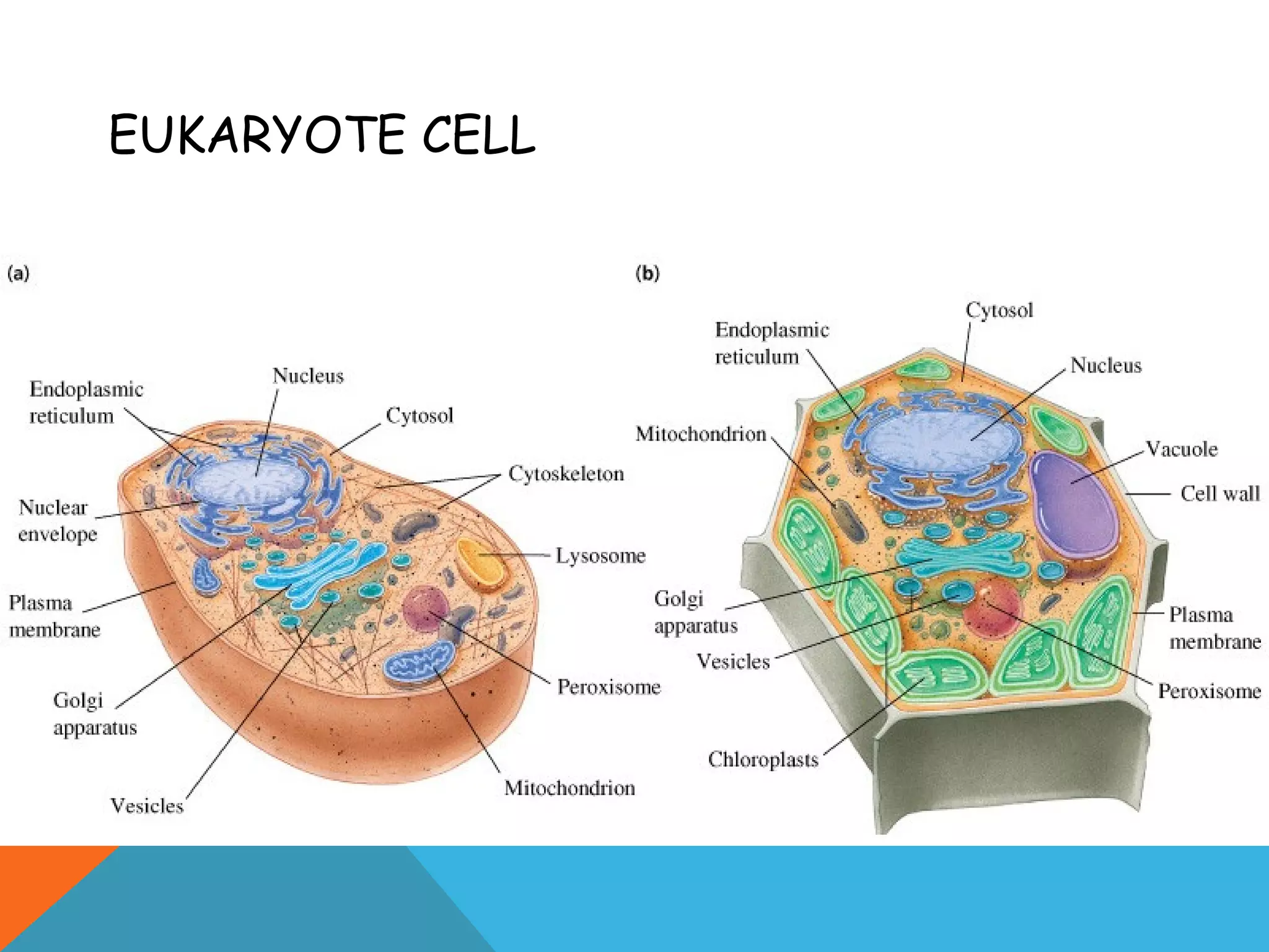 EUKARYOTE CELL
 