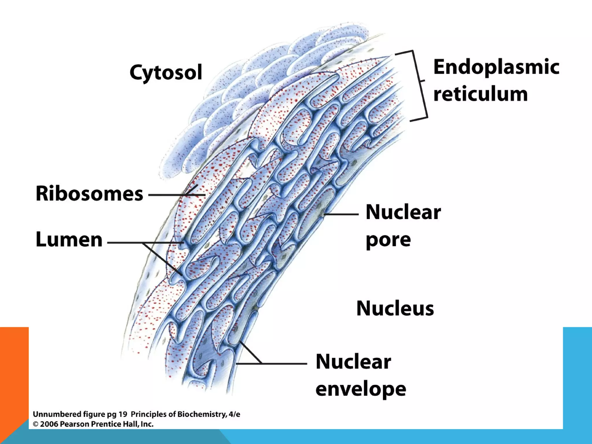 Biochemistry introduction