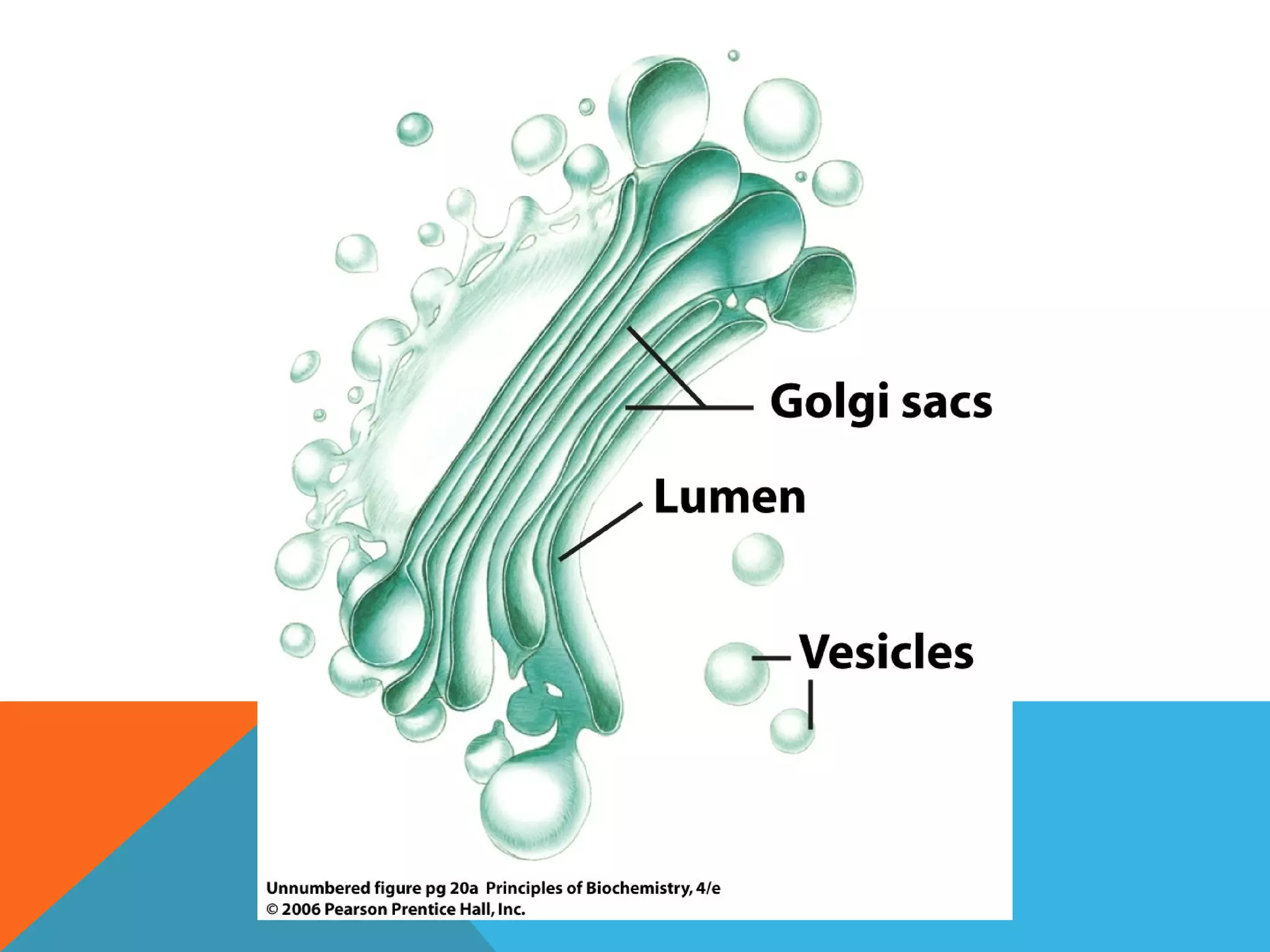 Biochemistry introduction