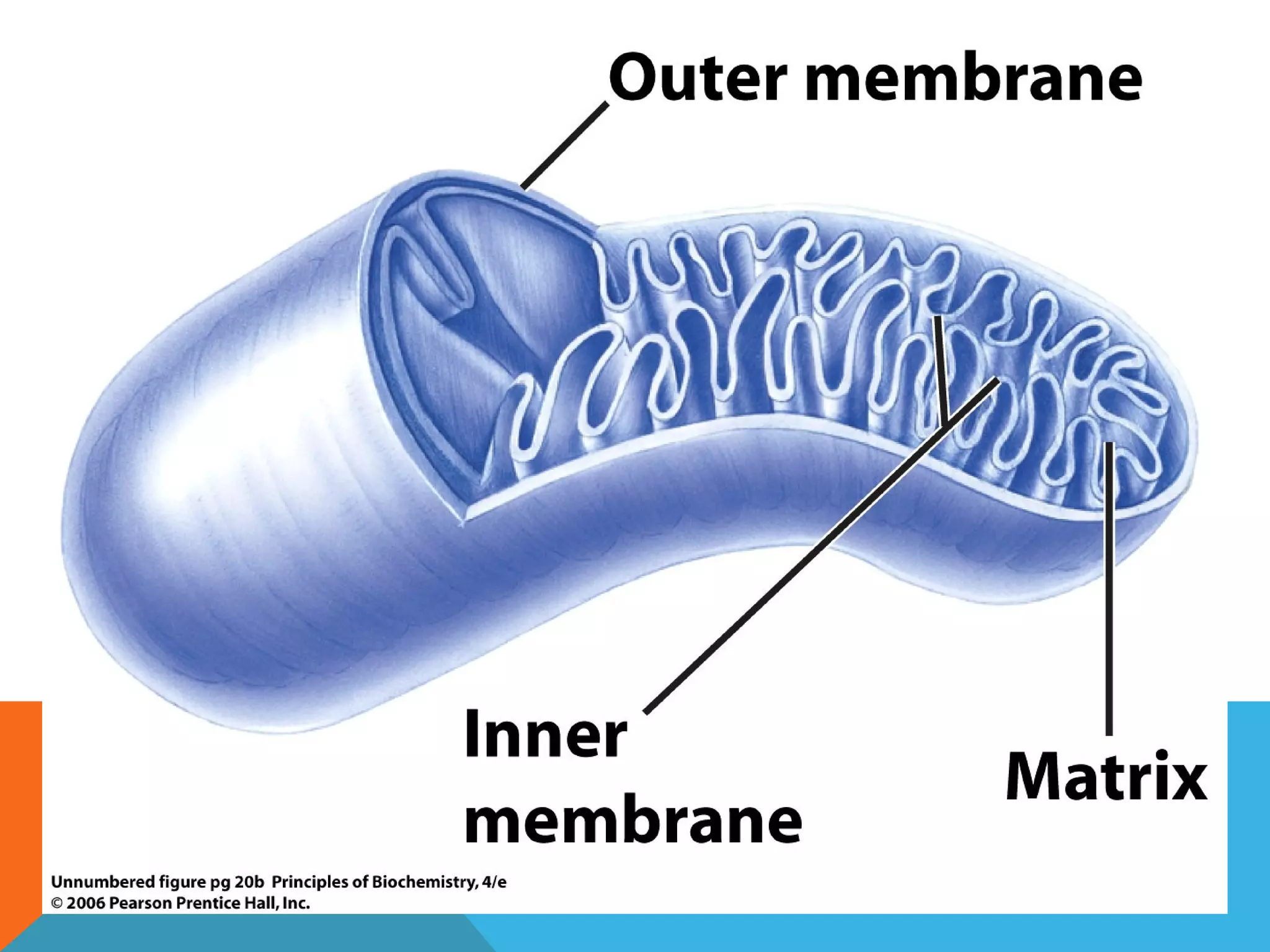 Biochemistry introduction
