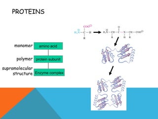 PROTEINS
monomer
polymer
supramolecular
structure Enzyme complex
protein subunit
amino acid
 