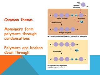  
Common theme:
Monomers form
polymers through
condensations
Polymers are broken
down through
hydrolysis.
 