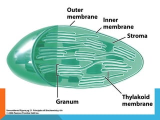 Biochemistry introduction