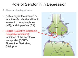Role of Serotonin in Depression
A. Monoamine hypothesis:
• Deficiency in the amount or
function of cortical and limbic
serotonin, norepinephrine
(NE), and dopamine (DA)
• SSRIs (Selective Serotonin
Reuptake Inhibitors):
Inhibition of the serotonin
transporter (SERT)
Fluoxetine, Sertraline,
Citalopram
 