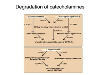 Degradation of catecholamines
 
