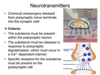 Neurotransmitters
• Chemical messengers released
from presynaptic nerve terminals
into the synaptic cleft
 Criteria:
• The substance must be present
within the presynaptic neuron
• The substance must be released in
response to presynaptic
depolarization, which must occur in
a Ca2+ dependent manner
• Specific receptors for the substance
must be present on the
postsynaptic cell
 