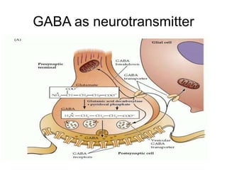GABA as neurotransmitter
 