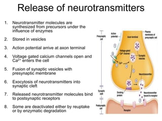 Release of neurotransmitters
1. Neurotransmitter molecules are
synthesized from precursors under the
influence of enzymes
2. Stored in vesicles
3. Action potential arrive at axon terminal
4. Voltage gated calcium channels open and
Ca2+ enters the cell
5. Fusion of synaptic vesicles with
presynaptic membrane
6. Exocytosis of neurotransmitters into
synaptic cleft
7. Released neurotransmitter molecules bind
to postsynaptic receptors
8. Some are deactivated either by reuptake
or by enzymatic degradation
 
