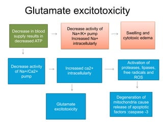 Glutamate excitotoxicity
Decrease in blood
supply results in
decreased ATP
Decrease activity of
Na+/K+ pump
Increased Na+
intracellularly
Decrease activity
of Na+/Ca2+
pump
Swelling and
cytotoxic edema
Increased ca2+
intracellularly
Activation of
proteases, lipases,
free radicals and
ROS
Degeneration of
mitochondria cause
release of apoptotic
factors :caspase -3
Glutamate
excitotoxicity
 
