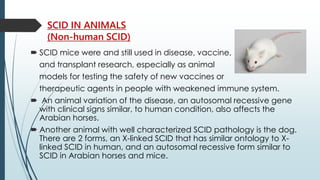 SCID IN ANIMALS
(Non-human SCID)
 SCID mice were and still used in disease, vaccine,
and transplant research, especially as animal
models for testing the safety of new vaccines or
therapeutic agents in people with weakened immune system.
 An animal variation of the disease, an autosomal recessive gene
with clinical signs similar, to human condition, also affects the
Arabian horses.
 Another animal with well characterized SCID pathology is the dog.
There are 2 forms, an X-linked SCID that has similar ontology to X-
linked SCID in human, and an autosomal recessive form similar to
SCID in Arabian horses and mice.
 